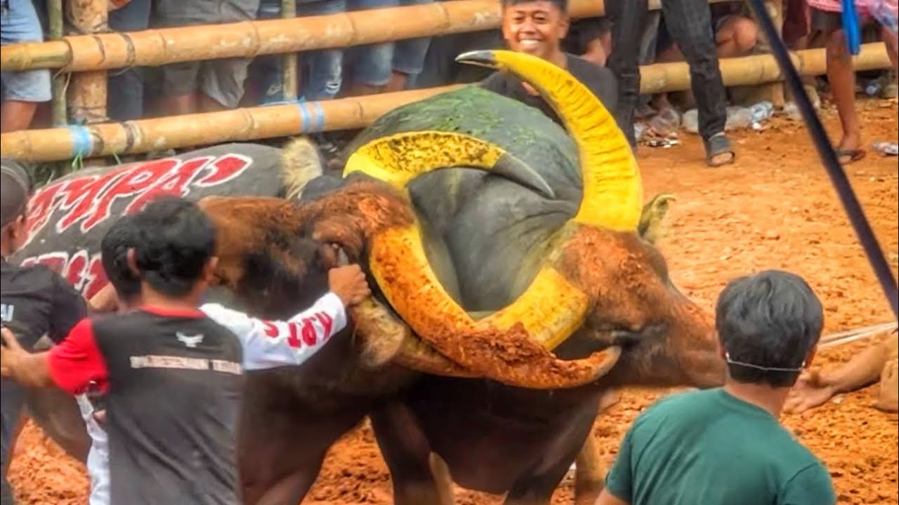 BOS PADATINDO (Win) vs DENSUS TNR | Tedong silaga/adu kerbau | Arena Ne' Tumbang 2026