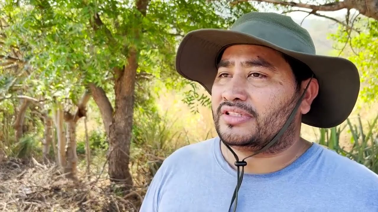 Hechos del Agro:  Cultivo de Limón Pérsico.