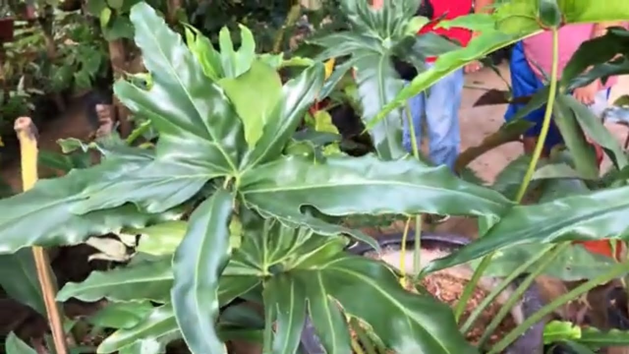 Plant Hunting in Alegria Sur, Loay, Bohol | Wow! So surprised! Beautiful rare plants they have!