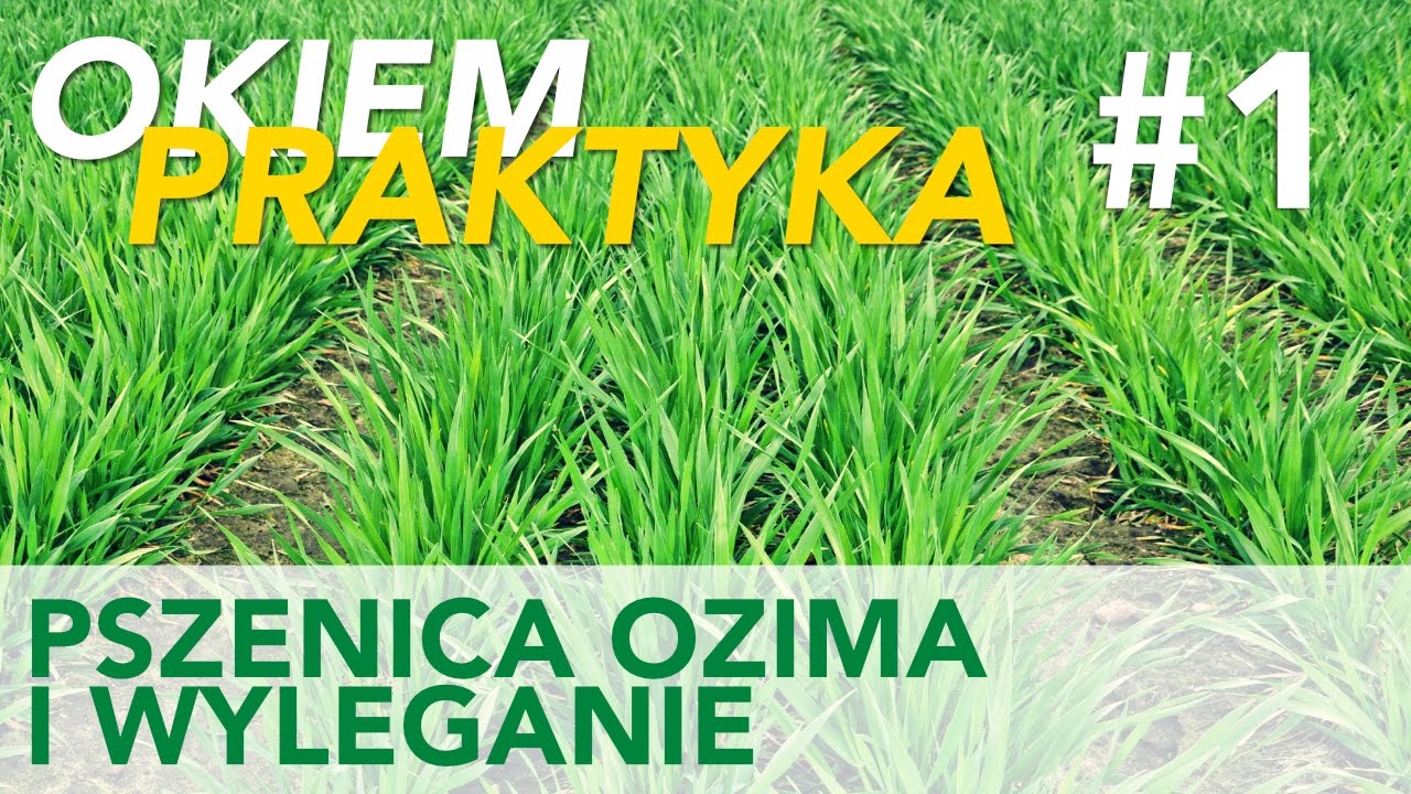 Okiem Praktyka odc. 1 | regulatory wzrostu w pszenicy ozimej