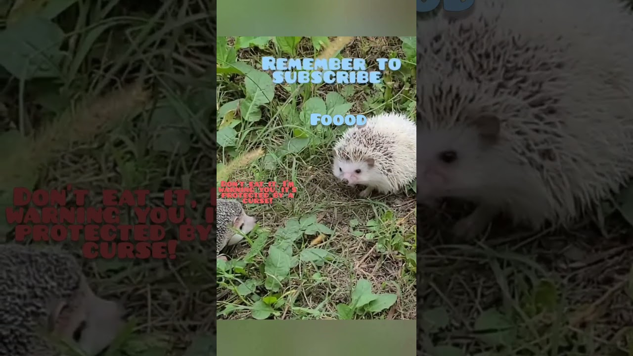 hedgehog african in search of the lost worm