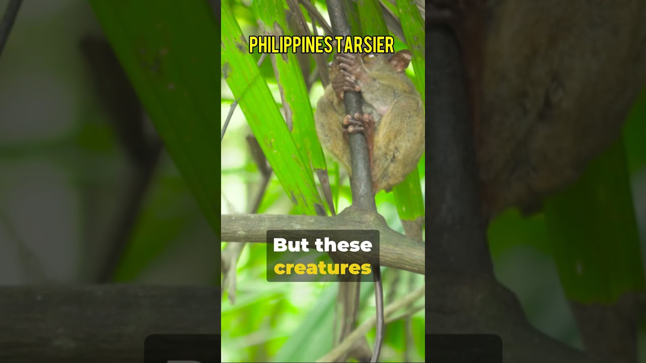 The Tiny Marvel: Philippines Tarsier #shorts #philippines #travel #endangeredspecies