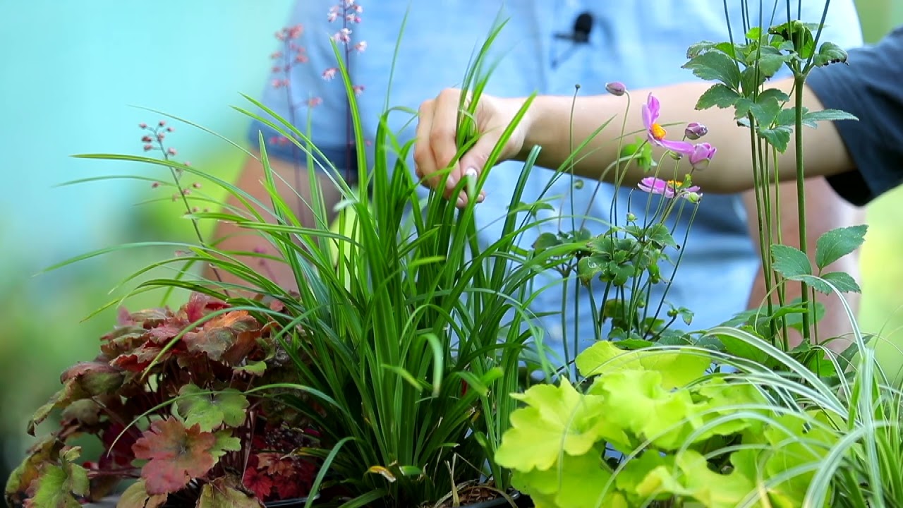 #SecretelePlantelor: Plantarea plantelor perene de semi umbră și umbră (@TVR1)