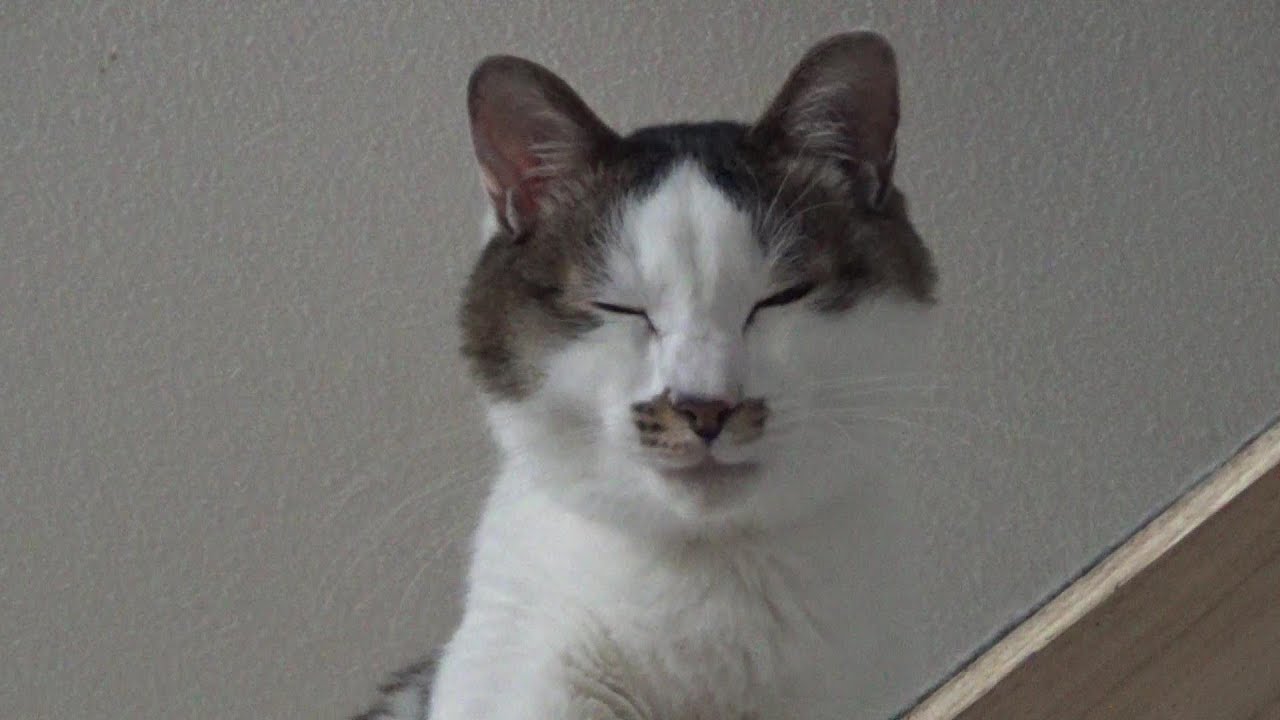 ライスがだいぶ安定してきました