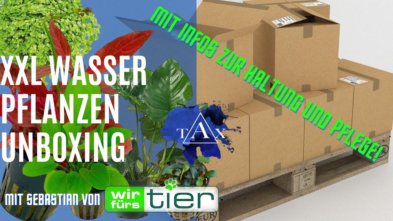 XXL Wasserpflanzen Unboxing I TAX