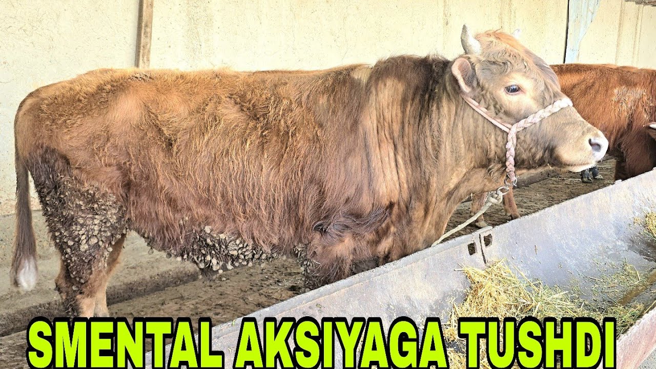 SMENTAL aksiyaga tushdi Ulug'bek aka bugun yangi partiya 19 февраля 2026 г.
