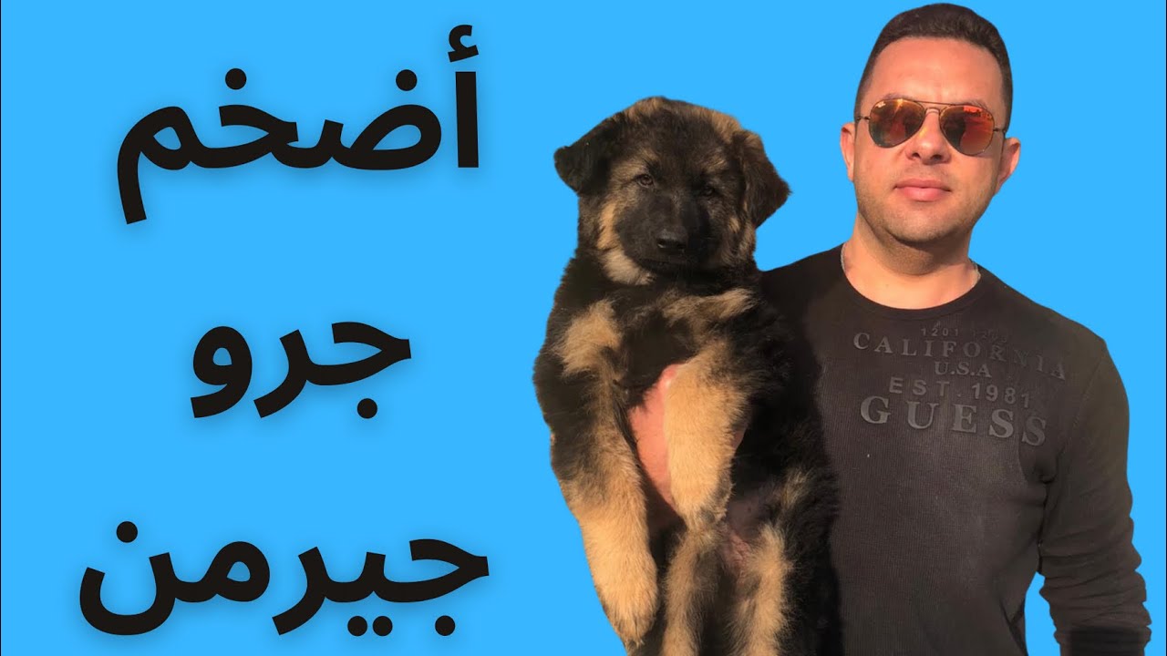 أضخم جرو جيرمن شيبرد ممكن تشوفه