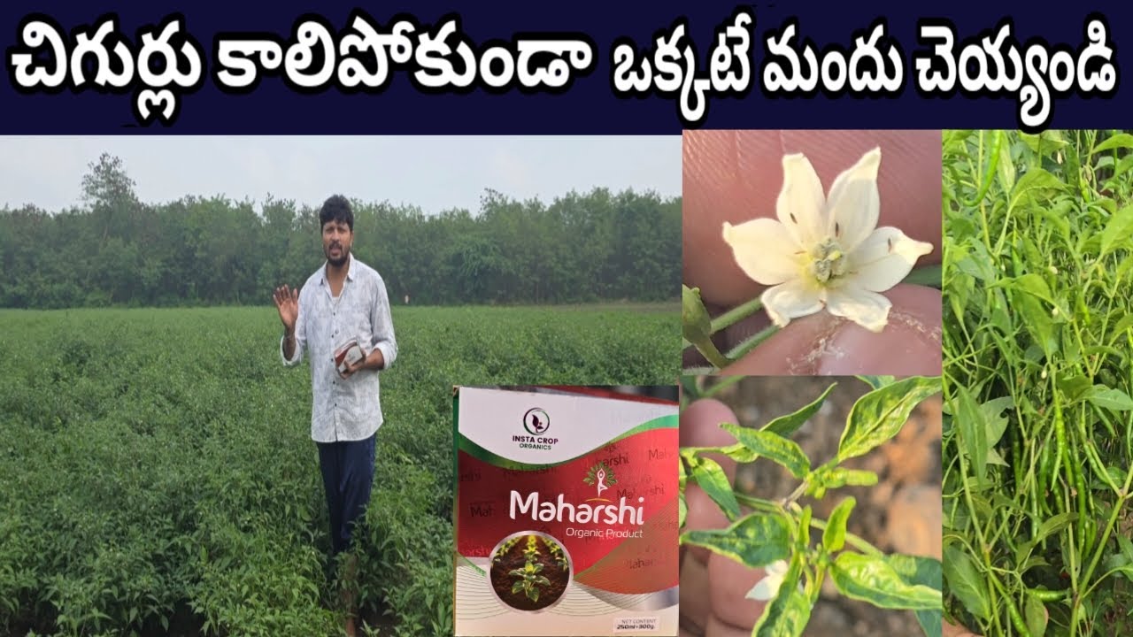 #మిరప లో ఎర్ర నల్లి #బ్లాక్ త్రిప్స్ కి #మహర్షి.. #Dhruva #Dheera ఎలా కాసిందో చూద్దాం రండి