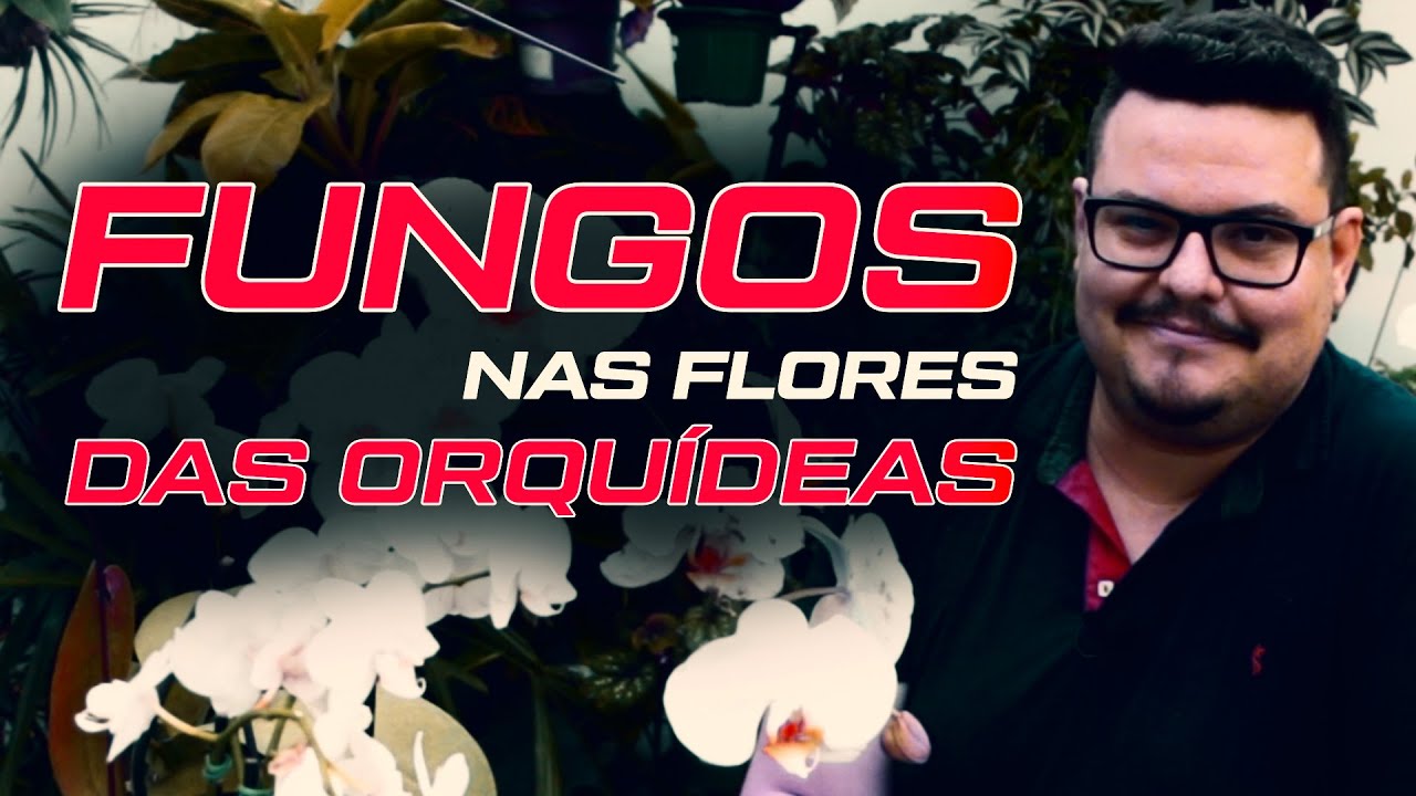 Fungo nas Flores das Orquídeas