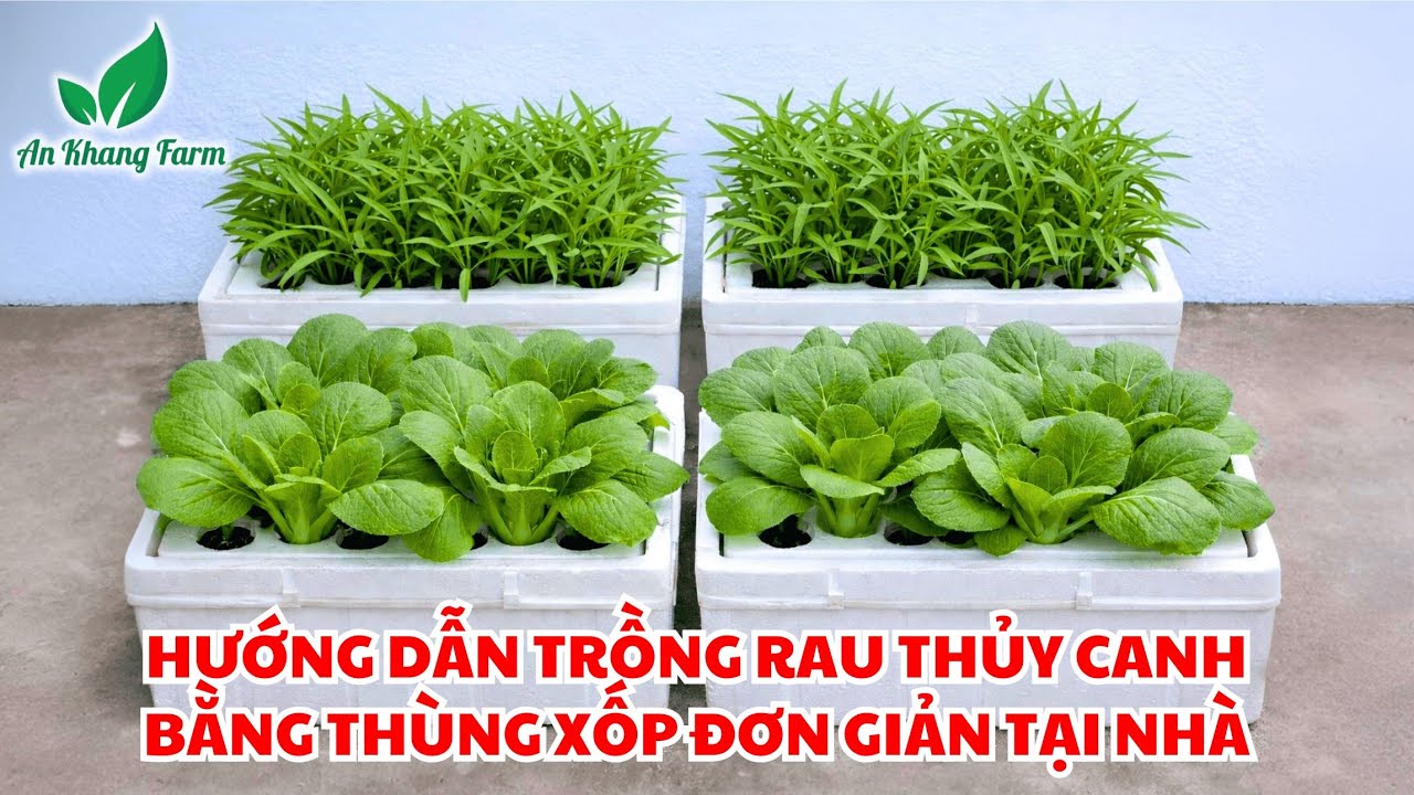 Hướng dẫn trồng rau sạch thủy canh bằng thùng xốp đơn giản ngay tại nhà