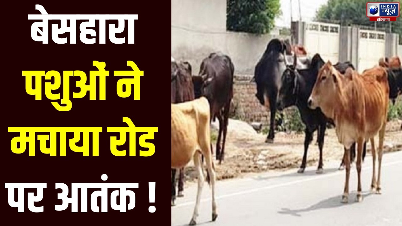 Halla Bol: क्या Haryana की गलियां अब बच्चों और बुजुर्गों के लिए असुरक्षित हो गई हैं? | India News
