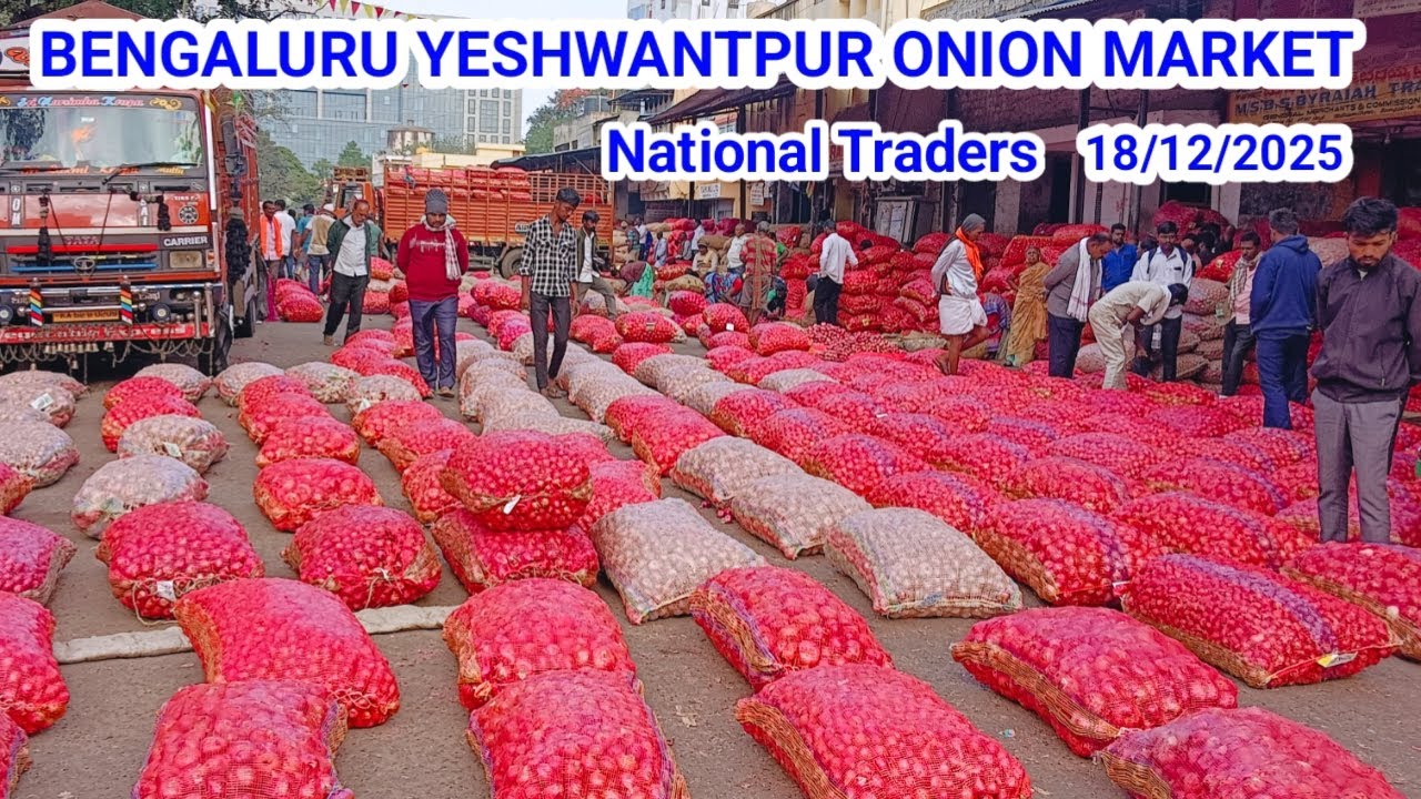 Bengaluru Yashwantpur Onion Mandi Report | Aaj Pyaj Rate Down | Onion Price Today #onion #report 