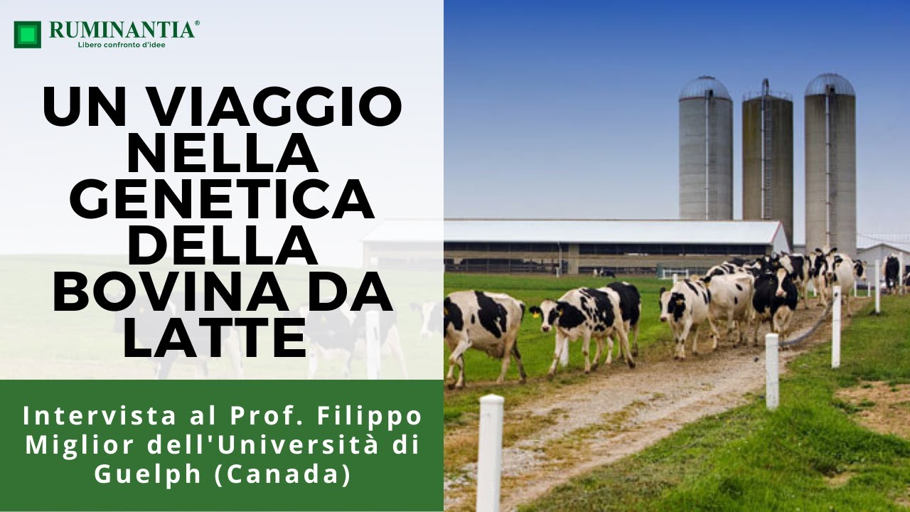 Un viaggio nella genetica della bovina da latte con il Prof. Filippo Miglior