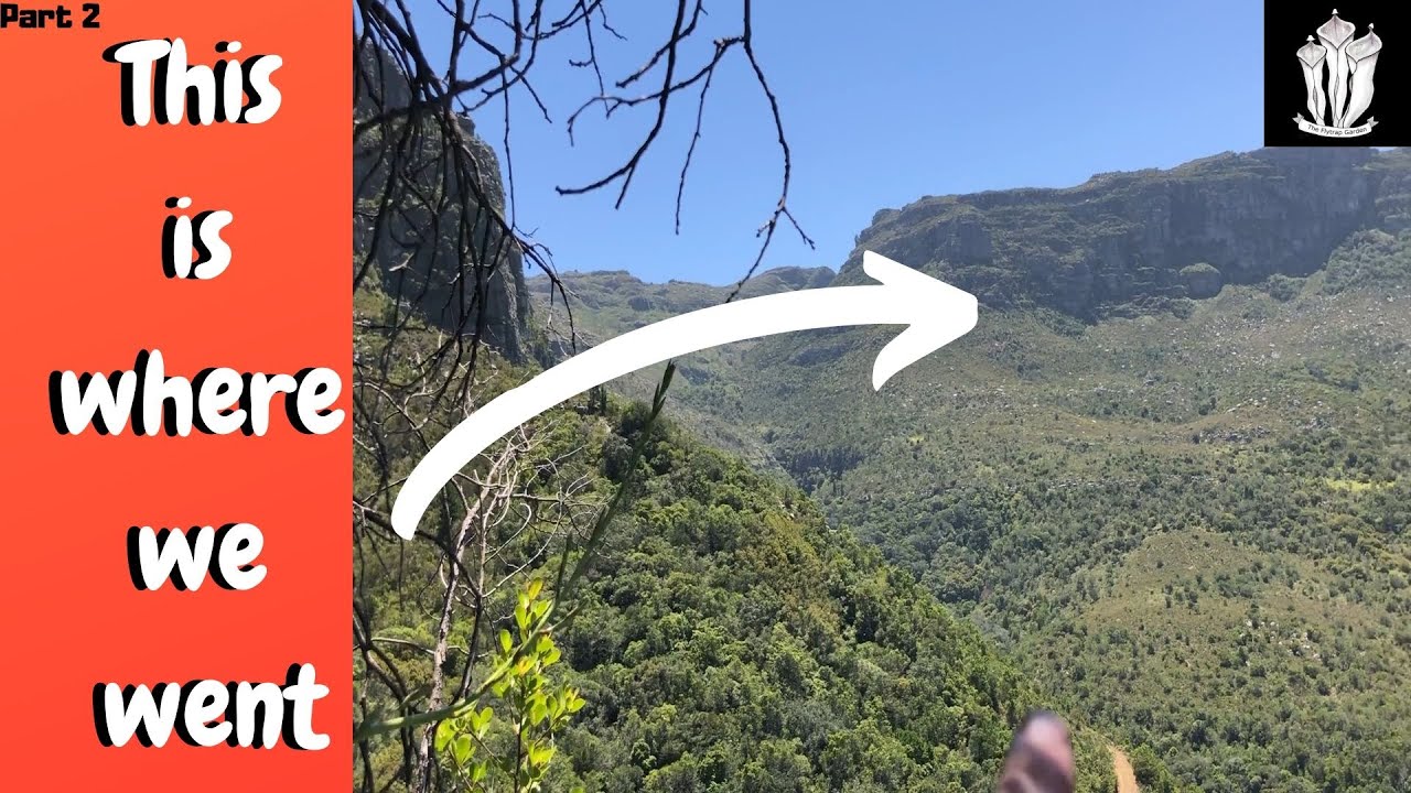 Table Mountain's Carnivorous Plants