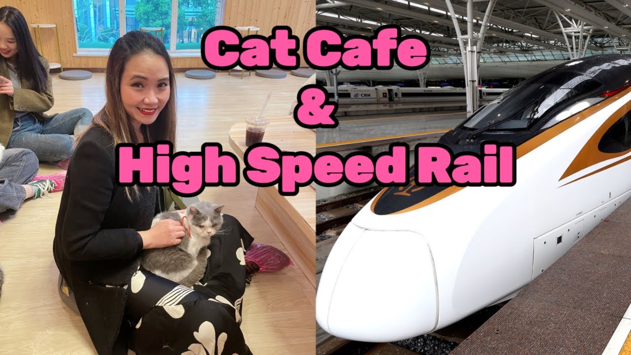 Day 4 & 5: Cat Cafe and High-speed Rail in China (345km/h, business class experience)