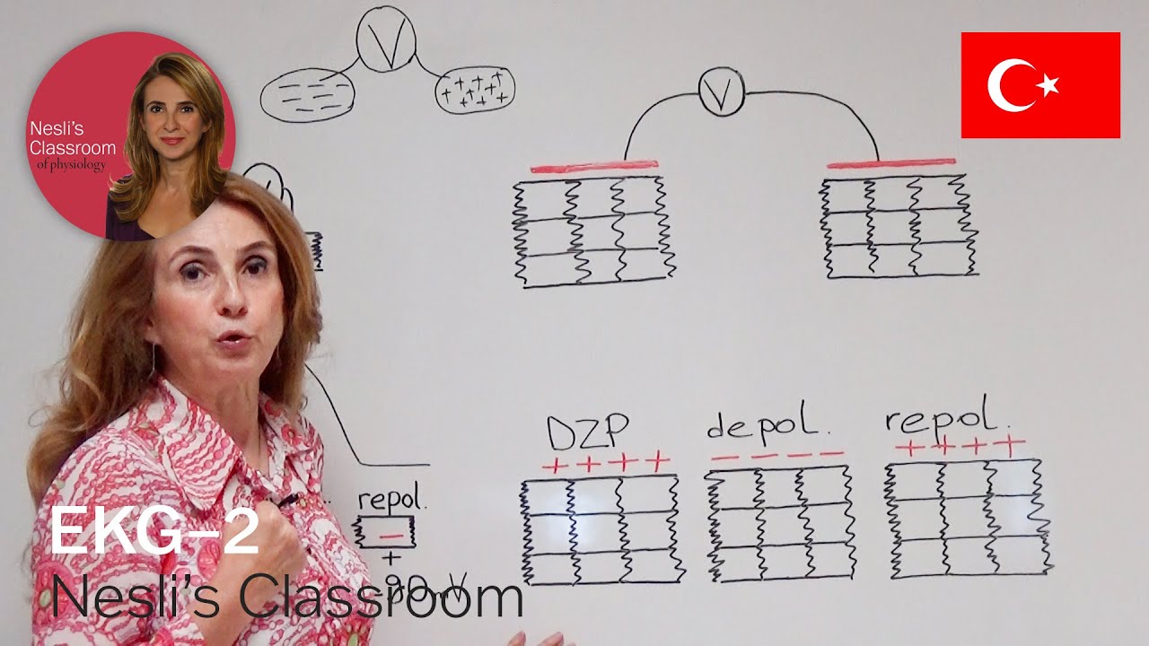 EKG-2 EKG bir hücre dışı kayıttır.