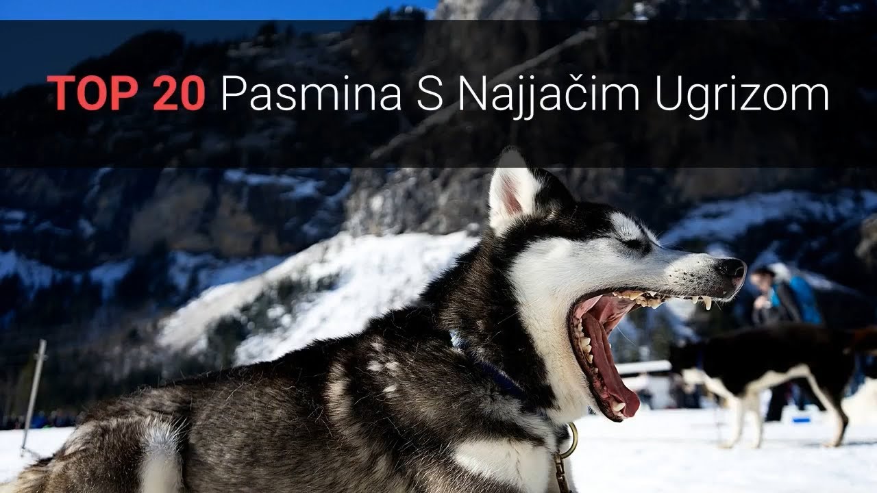 Jaki Psi – TOP 20 Pasmina Pasa S Najjačim Ugrizom Na Svijetu 🐕