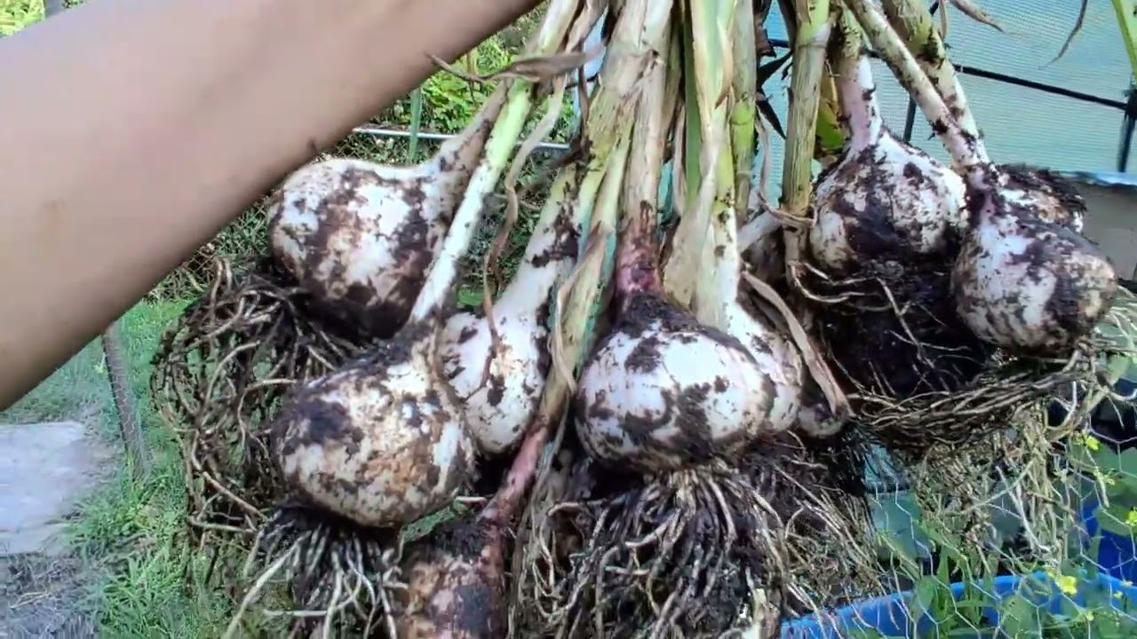 Rewarding harvest | Garlic ready to harvest