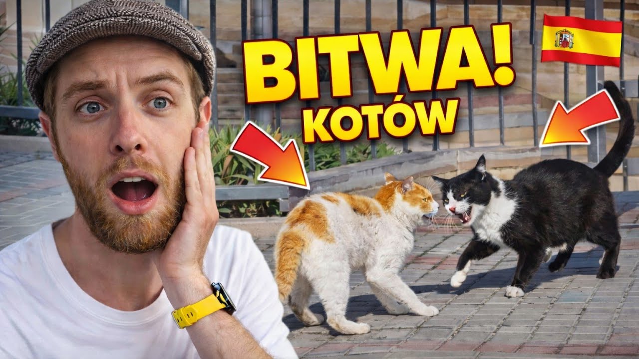 Bitwa kotów znikąd… pościgi i „walka o terytorium” 😂