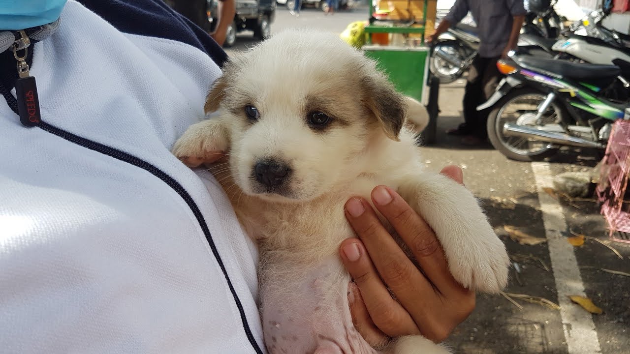 Anak anjing lucu :laris...... pasar hewan beringkit mengwi Badung Bali: Harganya......???