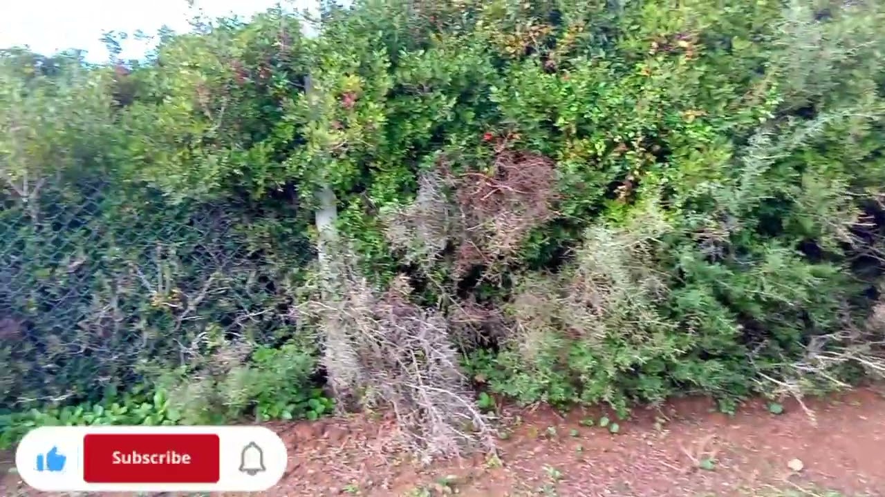 همزة🚨 محفظة 🏡مساحتها 6600 متر🥳 على الطريق 🚗 الناس لي باغيا تعمل مشروع موقع رائع 🌴نواحي تطوان 💫