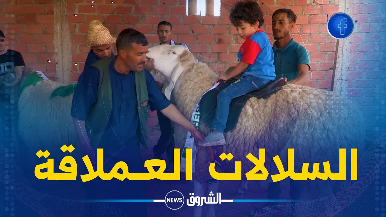 #مـــوال من #باتنة ..الكبش العملاق