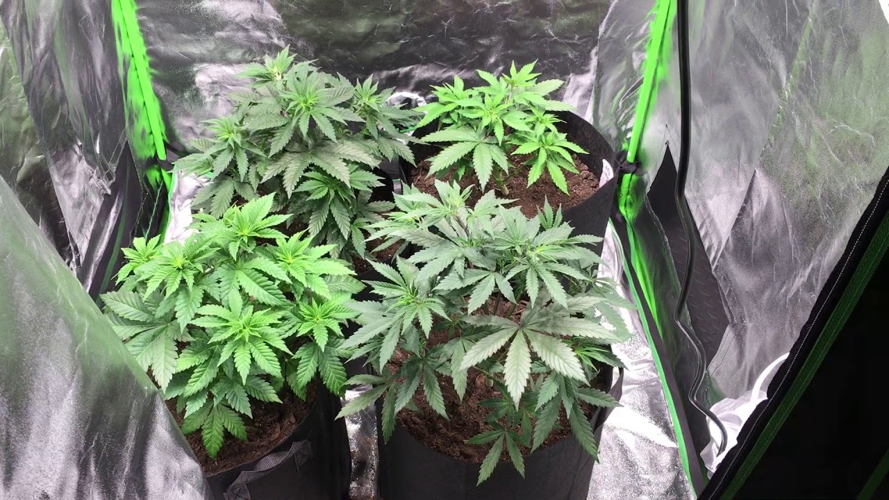 Afghan Kush Week 3&frac12;