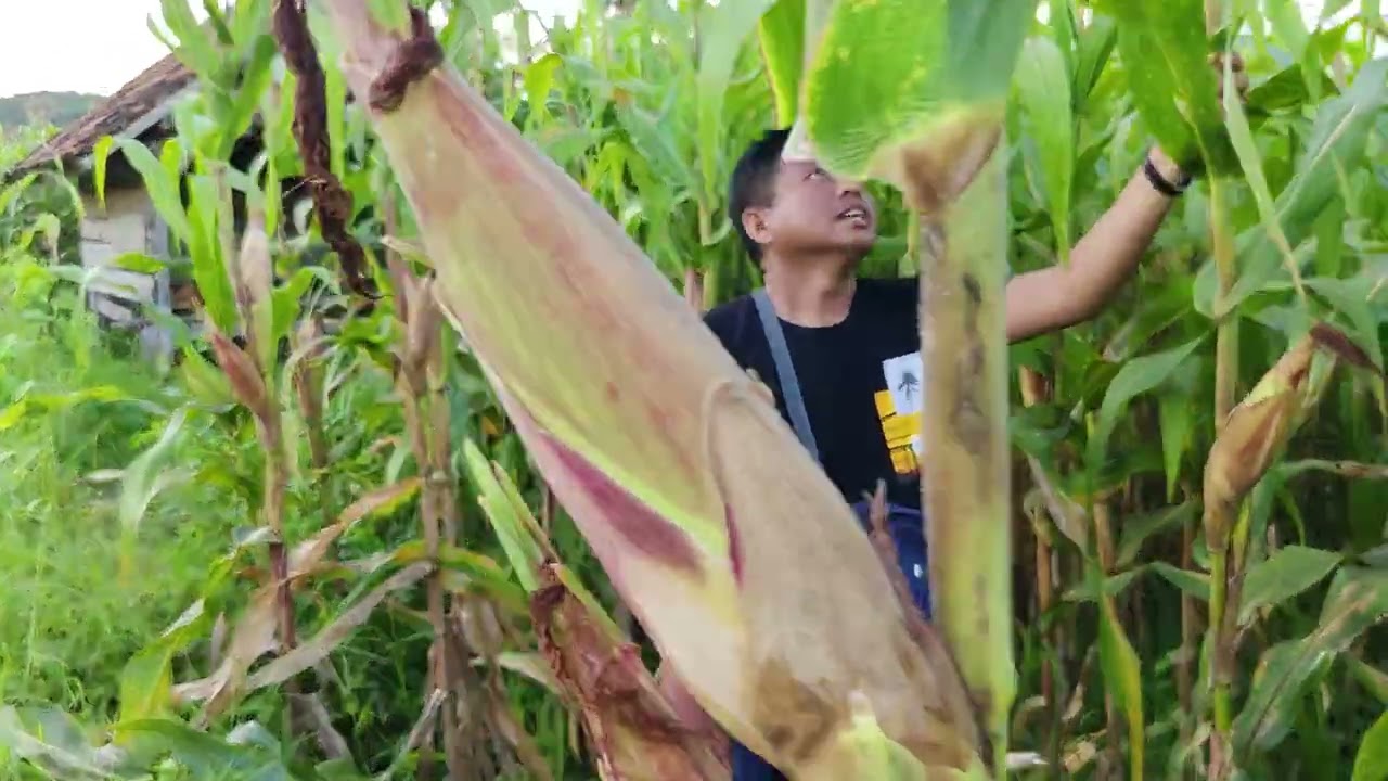 Performa tanaman Jagung Bomber R101 di Lunyuk 