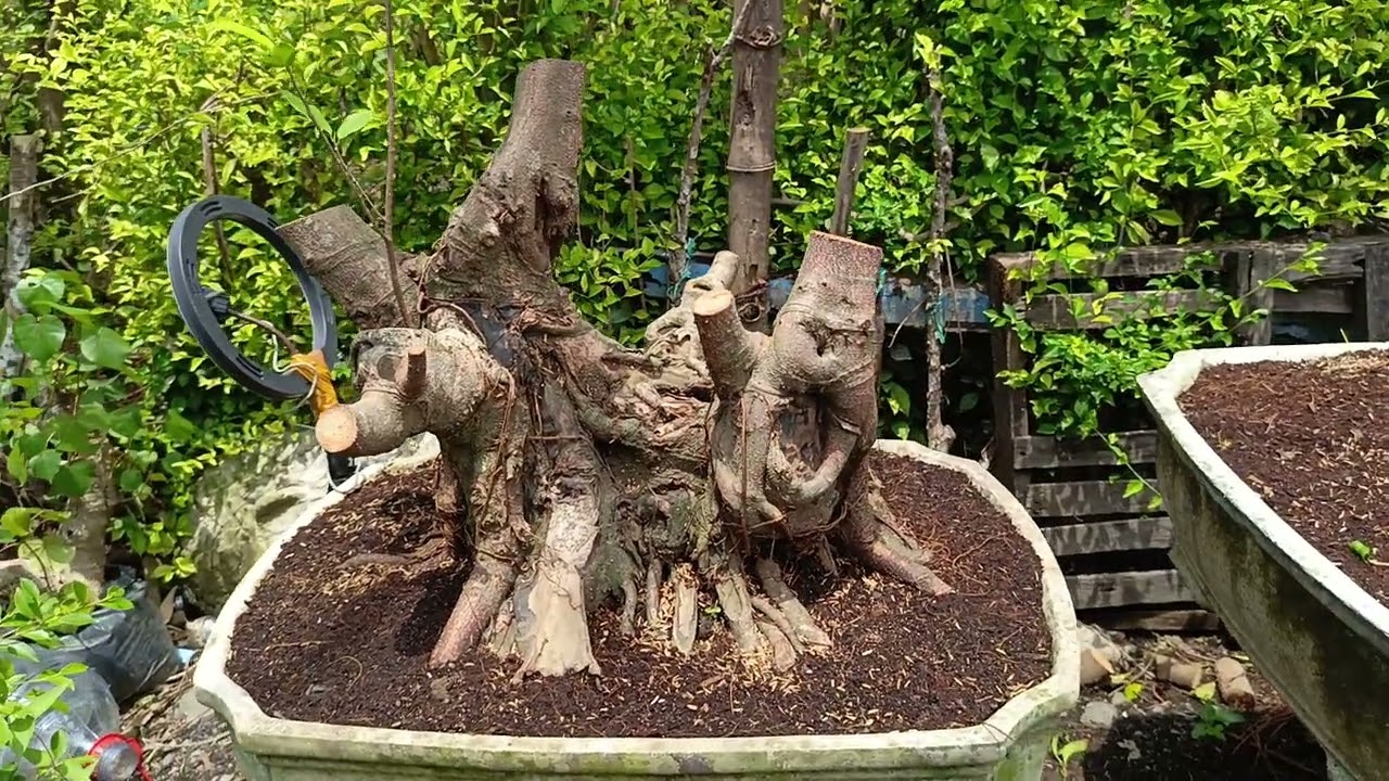 REVIEW KOLEKSI BAHAN BONSAI NEGO LOSS👍ADM 085334527859#bonsai #hobybonsai #tanaman #trending 