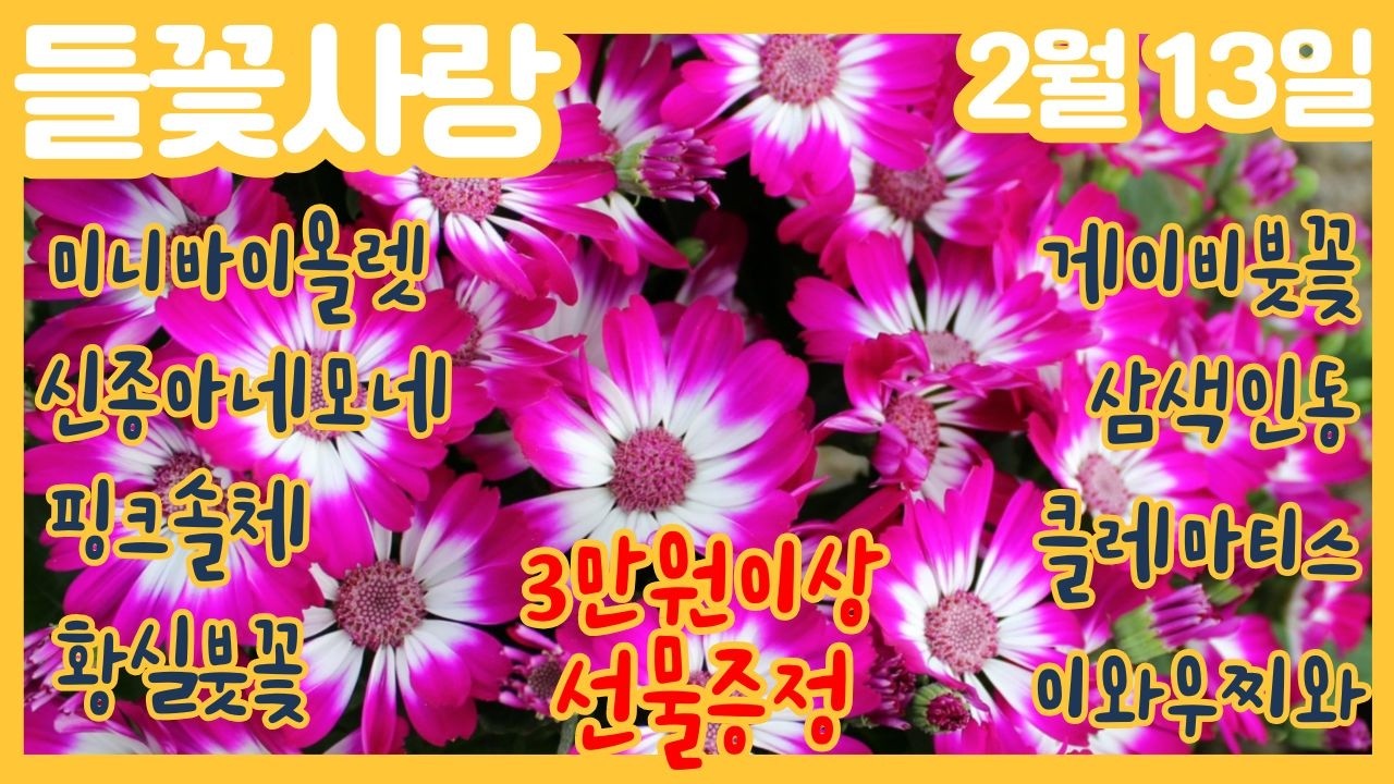 🌸들꽃사랑 2월13일 #3만원이상선물증정 #황실붓꽃 #게이비붓꽃 #미니바이올렛 #신종아네모네 #핑크솔체 #삼색인동 #무늬오미자 #이와우찌와#클레마티스#시네라리아#gardening