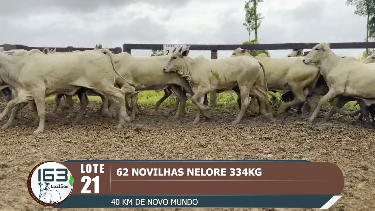 lote 21