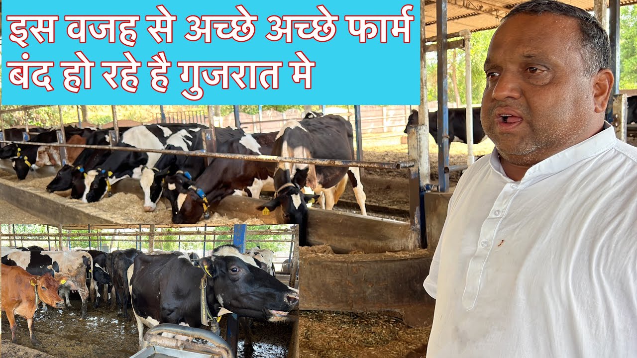 Из-за этого в Гуджарате закрываются хорошие фермы #narayandairyfarmgujarat#ejjukibusinessideas