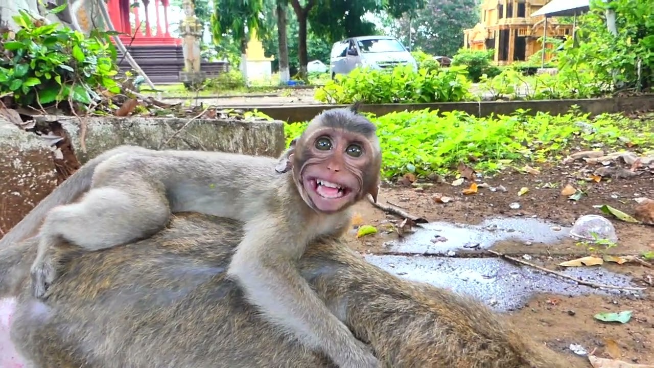 Mama Monkey RANY leaves Little Monkey RAMOS to stay lonely makes him cry loudly finds Mama