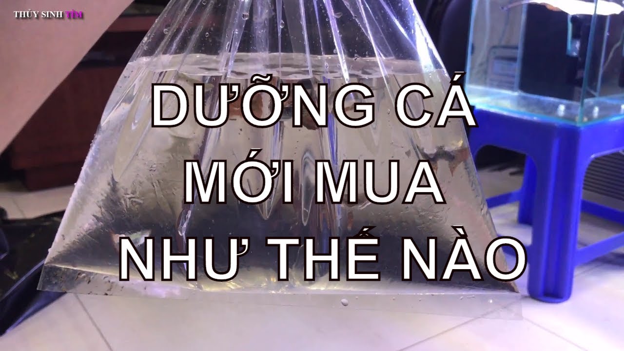 Bí kíp dưỡng cá nhanh khỏe và phòng bệnh tật khi mới mua từ cửa hàng