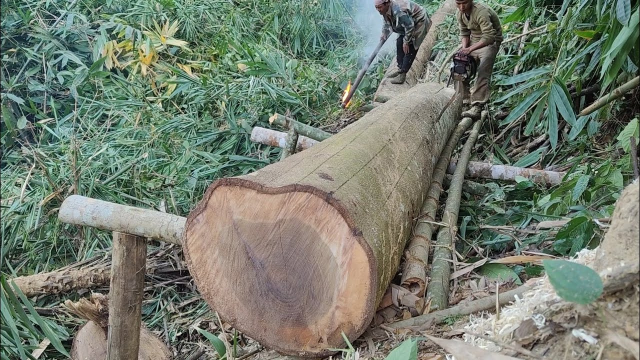 Skills in sawing a big log to make blocks With Stihl ms382