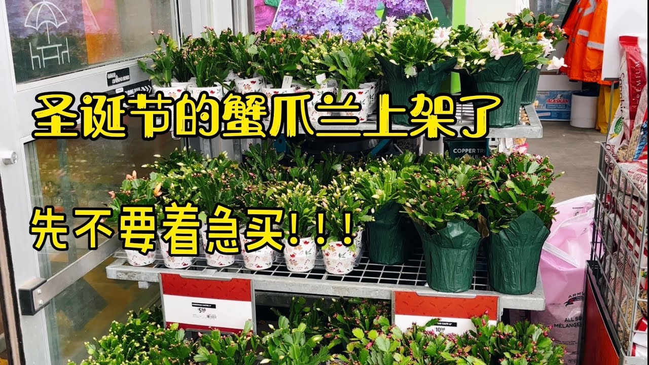 圣诞节的蟹爪兰上架了，购买之前先了解这几点，少走弯路。CHRISTMAS CACTUS【莎拉养花】