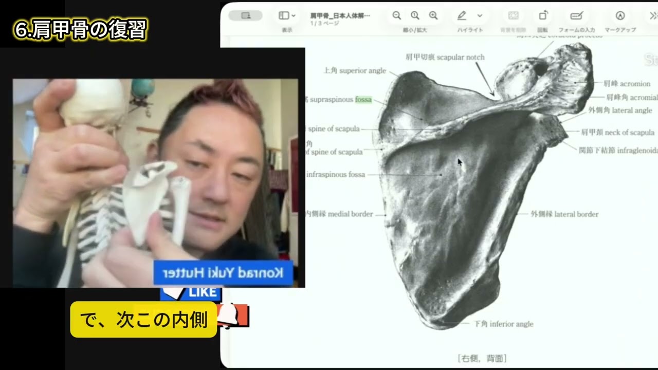 #2  10個に1個の肩甲骨には穴が空いている/ 3316個の肩甲骨を調べました