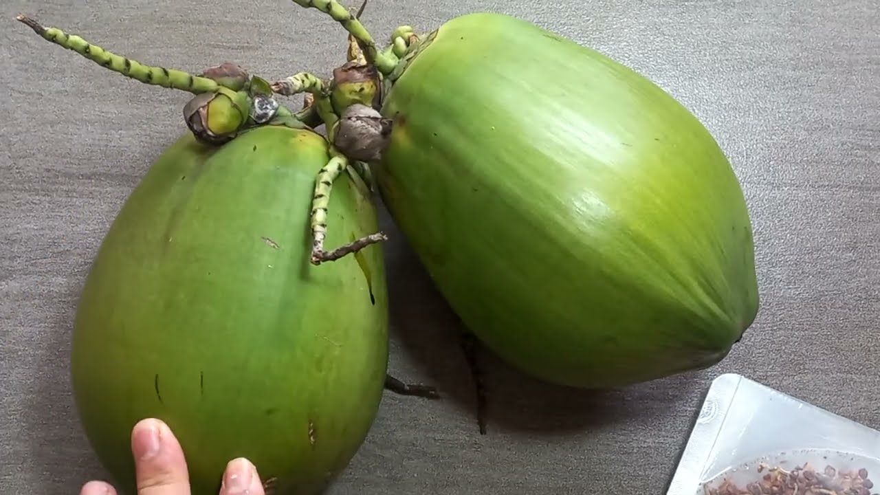 lẩu chay tứ xuyên. nước dùng đậm đà.