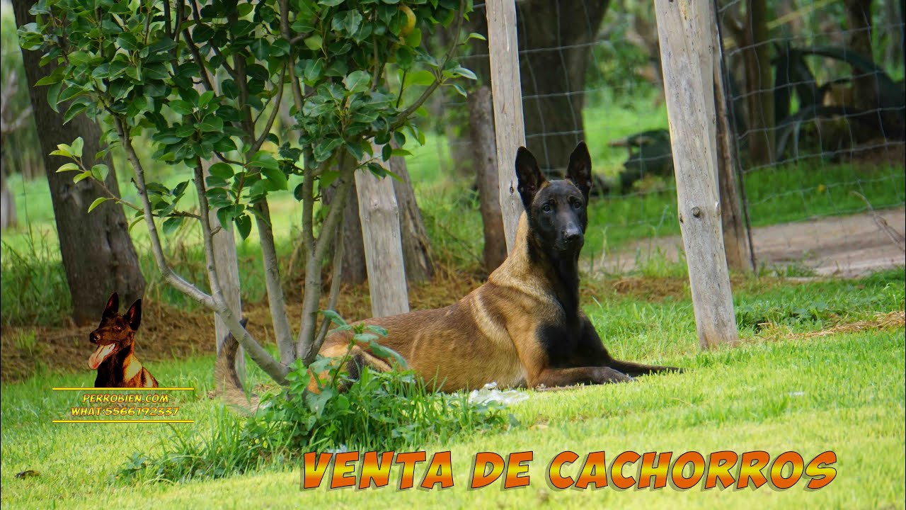 Venta de cachorros pastor belga malinois