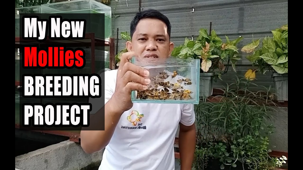 My new Mollies breeding project | Cheetah Molly