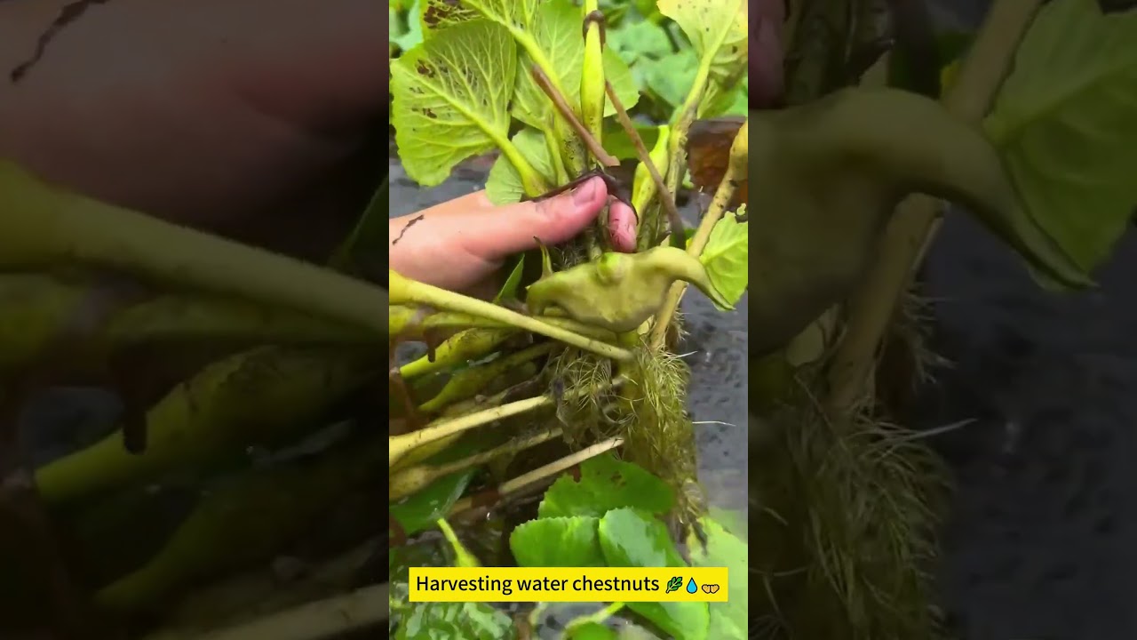 Harvesting water chestnuts 🌿💧👐
