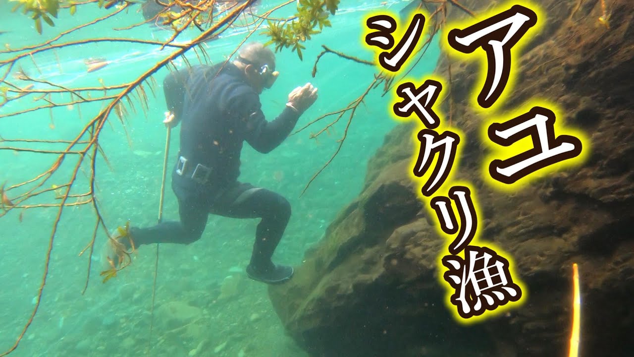 名人と行くアユのひっかけ漁【鮎シャクリ、たくり】