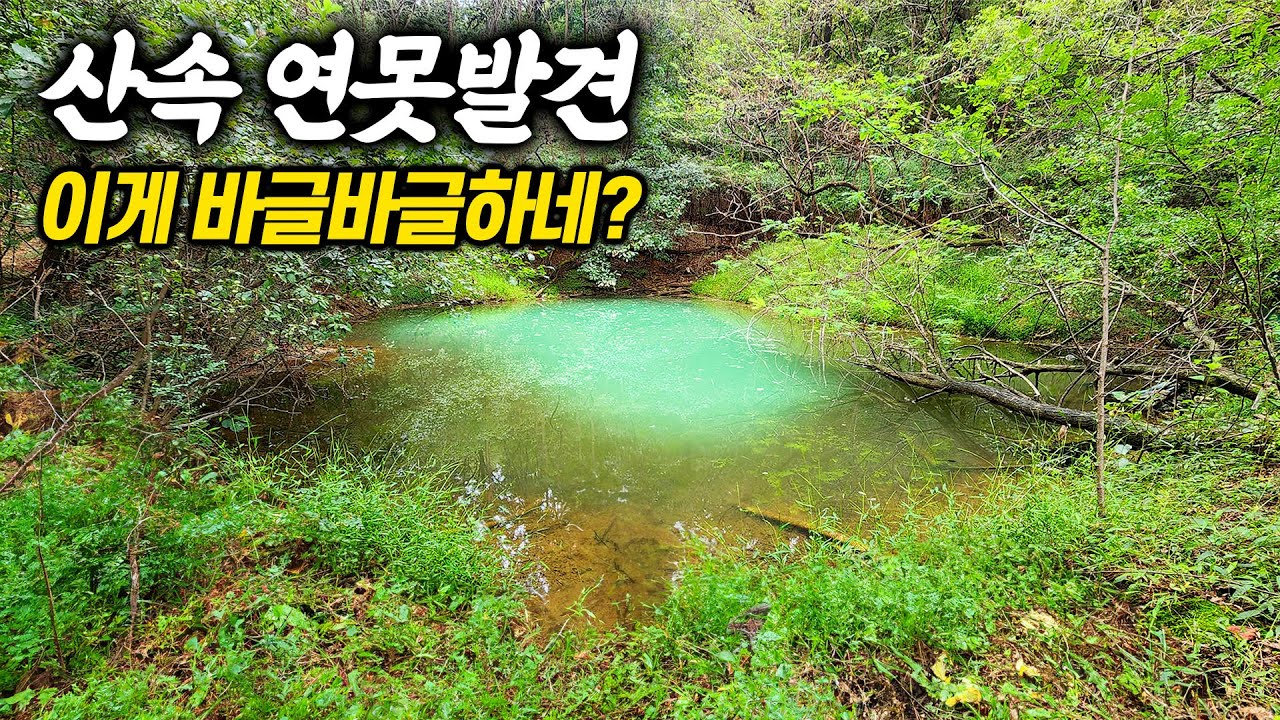위성지도로 경기도 산속에서 작은 소류지를 찾았는데 이 녀석이 바글바글 하네요?  이런곳은 또 처음이네