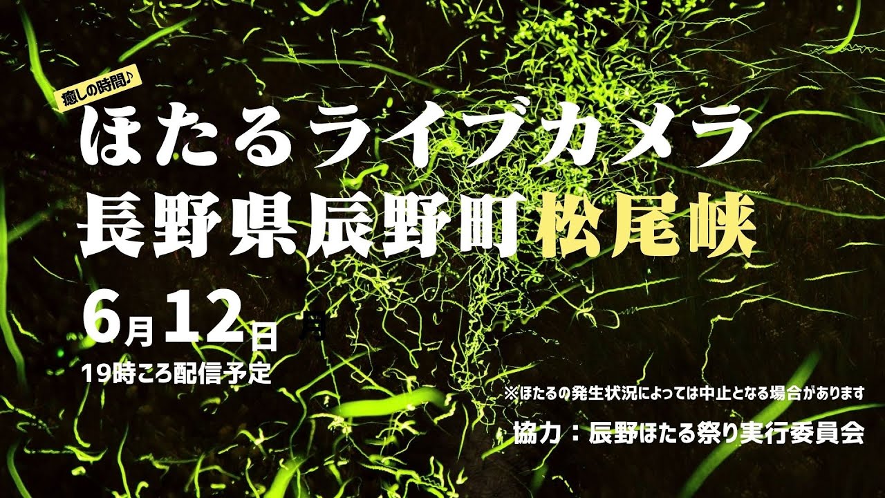 【ほたるLIVE】絶景ほたるライブカメラ（長野県辰野町「松尾峡」）／2025年6月12日(木) #ほたる