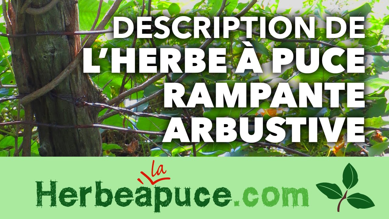 ►#3 L'herbe &agrave; puce arbustive (toxicodendron Rydbergii)