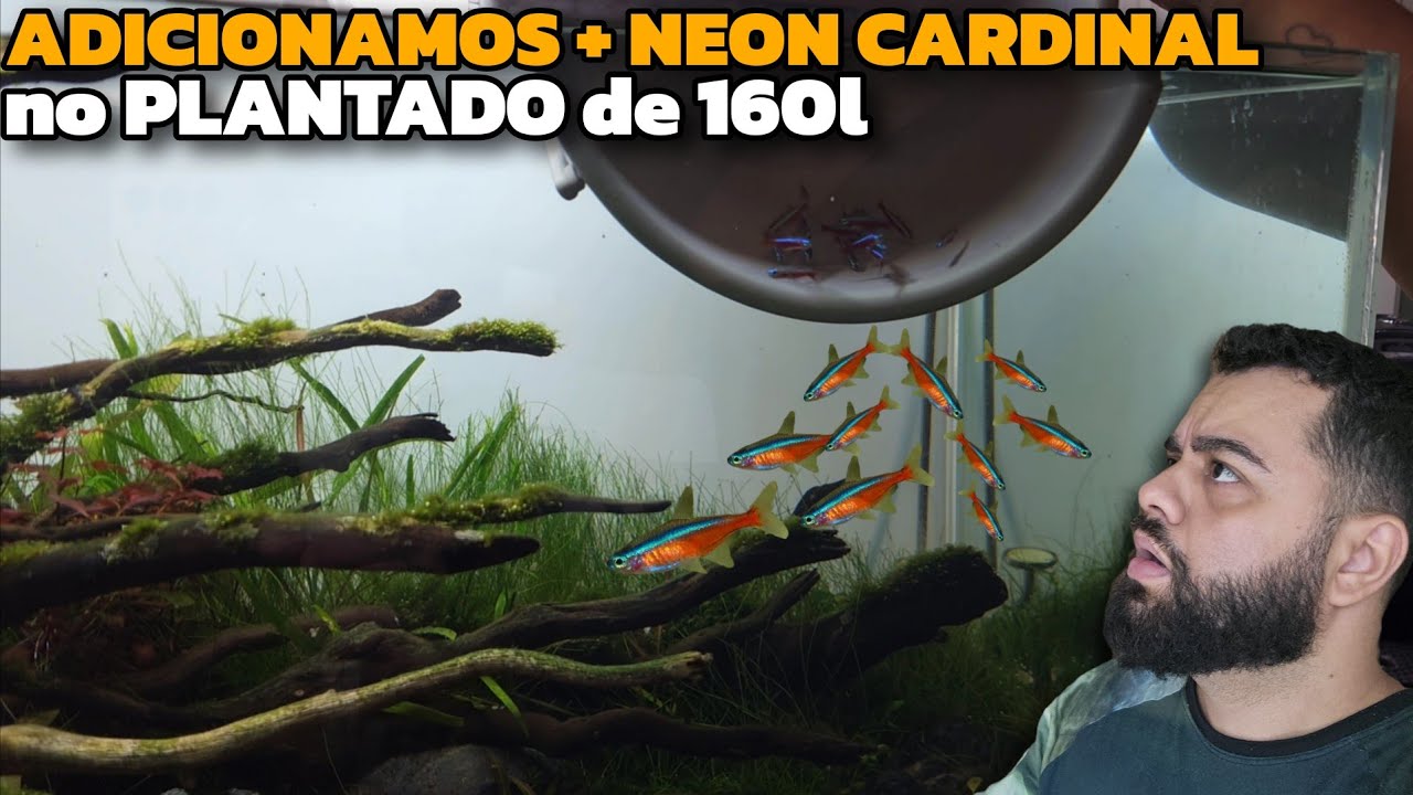 CURIOSIDADES SOBRE O NEON CARDINAL QUE TODO INICIANTE PRECISA OUVIR