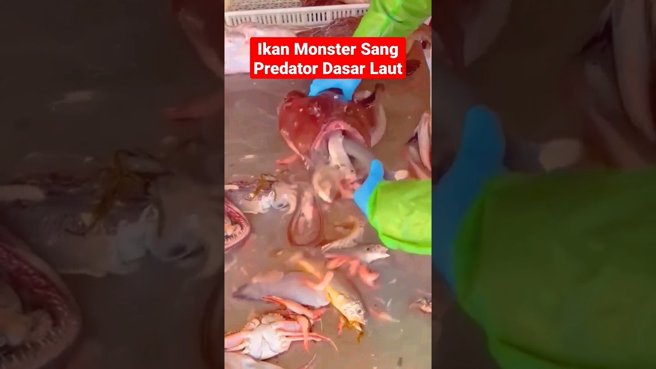 Ikan Monster Sang Predator Dasar Laut #shorts