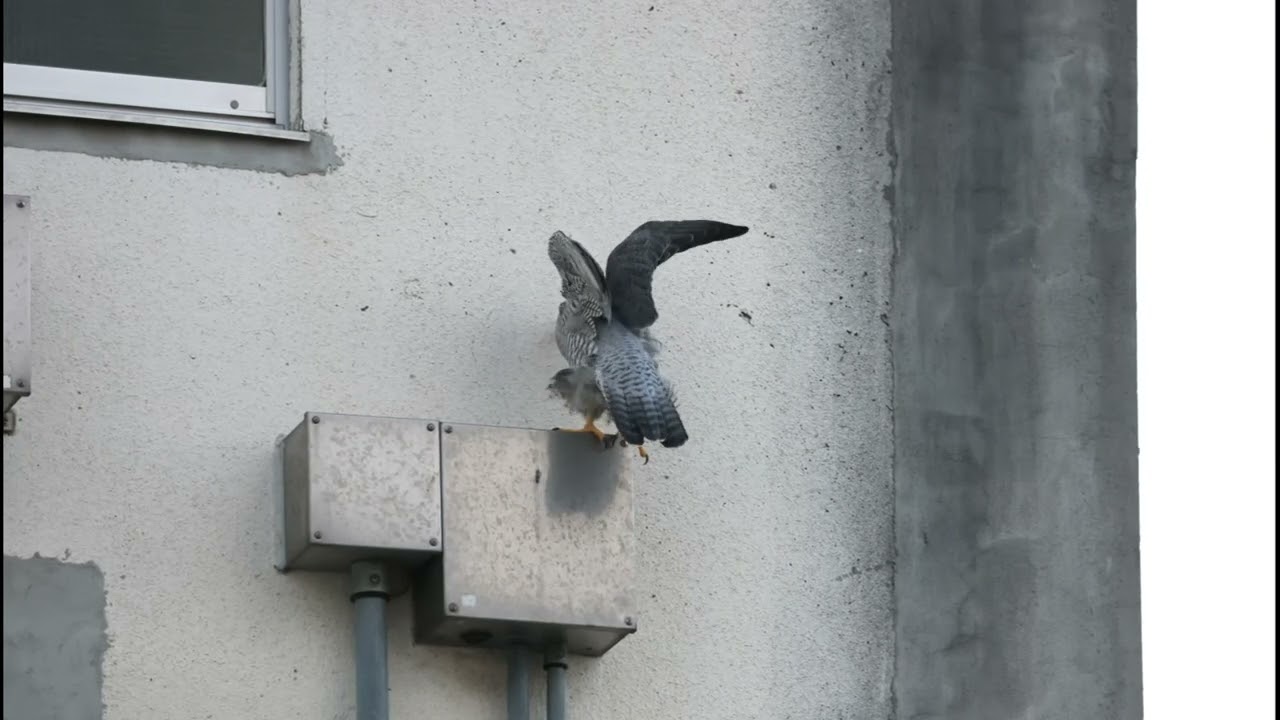 飛び出し💕