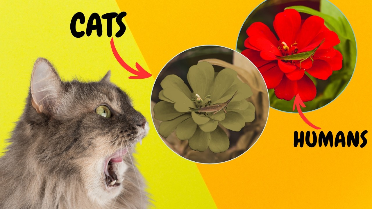 What Do Cats See? The World Through A Cat's Eyes