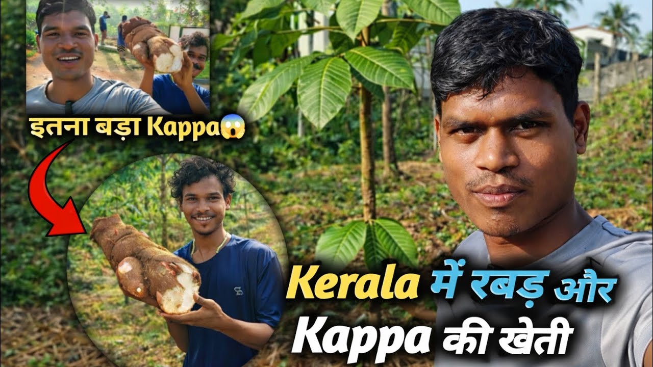 Kerala में रबड़ और Kappa की खेती | इतना बड़ा Kappa आपने नहीं देखा होगा 😲 Kerala Hindi Vlog 